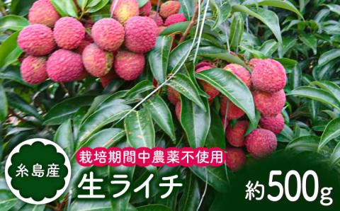 糸島産 生ライチ（約500g）栽培期間中 農薬不使用 糸島市 / シーブ [AHC020]