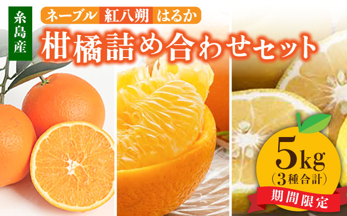 【先行予約販売】糸島県産 柑橘詰め合わせセット 糸島市 / シーブ [AHC062] 紅八朔 ネーブル はるか
