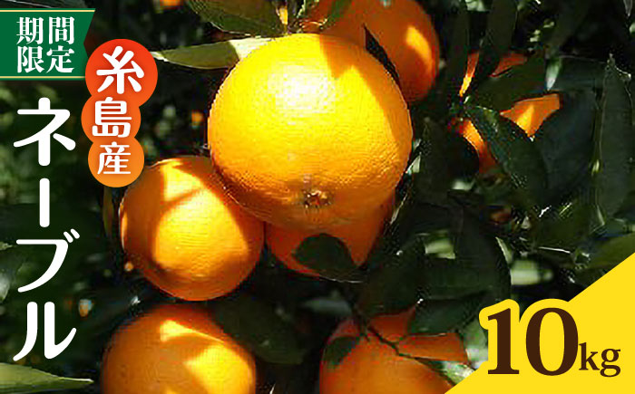 【先行受付】糸島産ネーブル10kg 【2026年2月下旬以降順次発送】 糸島市 / シーブ みかん 柑橘 [AHC069]