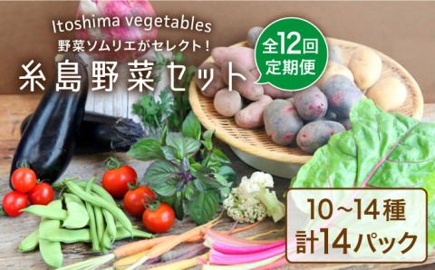 【全12回定期便】旬を味わう『糸島野菜セット』 10～14種（計14パック） 年12回お届けコース 野菜ソムリエ松永【vegeLabo】[AJB003]