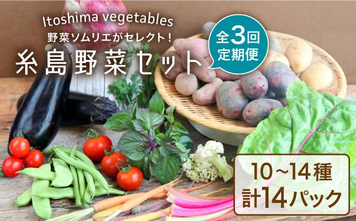 【全3回定期便】旬を味わう 糸島 野菜 セット10～14種（計14パック） / イタリア野菜 オーガニック 野菜ソムリエ 松永 糸島市 / vegeLabo [AJB004]