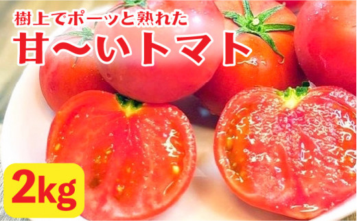 樹上でポーッと熟れた 甘～い トマト 2kg 《糸島》 【松尾農園】 [AKI001]