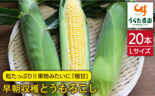 【先行受付】果物 みたいに 極甘 ！ 早朝 収穫 とうもろこし Lサイズ ( 300g ) × 20本【2026年6月中旬以降順次発送】《糸島》【有限会社ウラタ農園】 [ALI002]