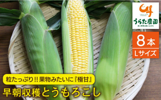 【先行受付】果物 みたいに 極甘 ！ 早朝 収穫 とうもろこし Lサイズ ( 300g )× 8本 【2026年6月中旬以降順次発送】《糸島》【有限会社ウラタ農園】 [ALI003]