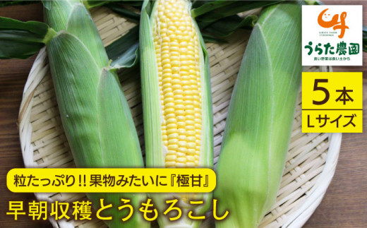 【先行受付】大人気！！果物みたいに『極甘』早朝収穫とうもろこし Lサイズ（300g）×5本【2026年6月中旬以降順次発送】≪糸島市≫【有限会社ウラタ農園】とうもろこし/トウモロコシ/期間限定 [ALI004]