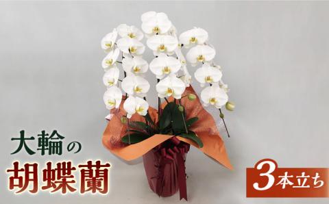 胡蝶蘭 大輪 白（3本立） ≪糸島≫【はざま園芸】冠婚葬祭/お祝い/開店祝い/就任祝い [AND001]