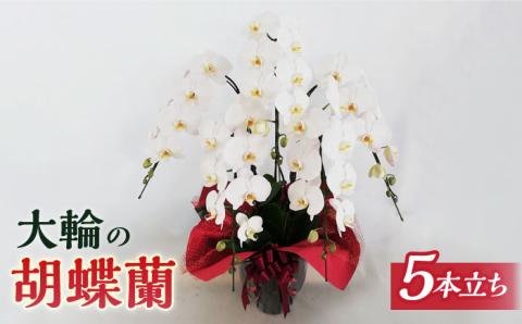 胡蝶蘭 大輪 白（5本立）≪糸島≫【はざま園芸】冠婚葬祭/お祝いごと/開店祝い/就任祝い [AND002]
