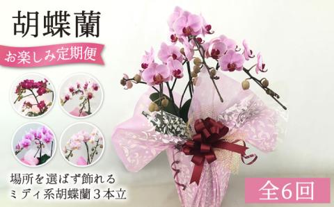 胡蝶蘭 お楽しみ定期便 [年6回]≪糸島≫【はざま園芸】ご家庭用/贈り物/お祝いごと [AND003]