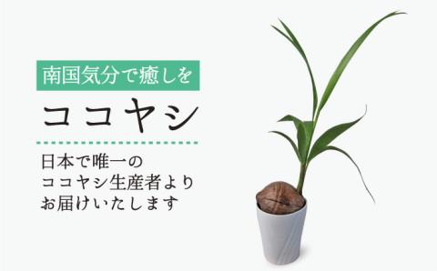 観葉植物『ココヤシ』糸島【はざま園芸】インテリア/緑のある暮らし/飾り/グリーン [AND004]