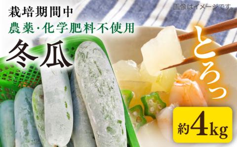 糸島産 冬瓜 約4kg 【先行予約・2024年9月より順次発送】 糸島市 / 食と健康のブリッジベース 野菜 冬瓜スープ [ANN002]