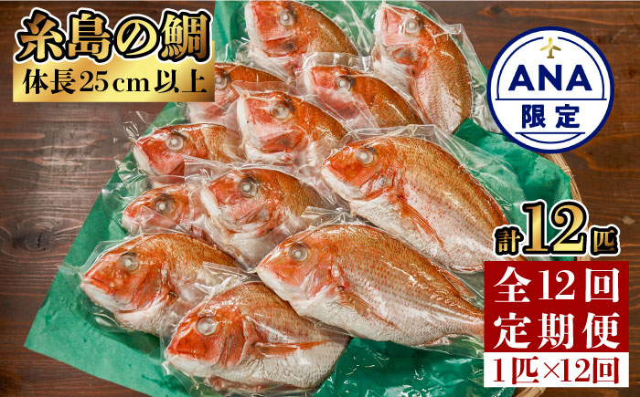 【ANA限定】【全12回定期便（月1回）】糸島の鯛 12匹セット（処理済）《糸島》【徳栄丸】 [APD999]