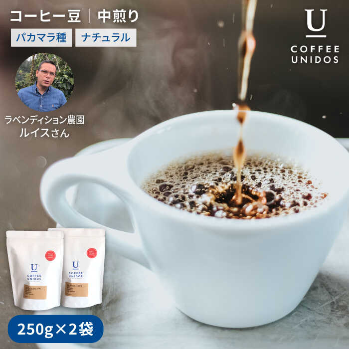 【年内発送】中煎り コーヒー 豆 250g × 2袋 （ 豆 ・ 粉 選べます ） ニカラグア産 ラベンディション農園 マラカツーラ種 ナチュラル糸島市 / COFFEE UNIDOS [AQF001]