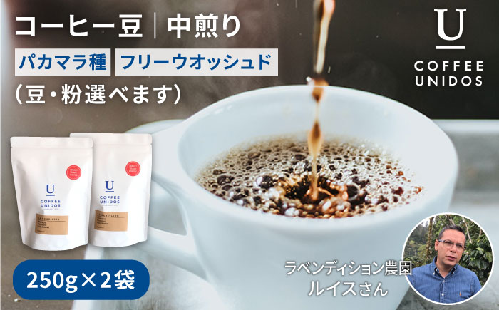 【年内発送】中煎りコーヒー豆250g×2袋 （豆・粉選べます） ニカラグア産ラベンディション農園パカマラ種フリーウォッシュド 糸島市 / COFFEE UNIDOS 珈琲/カフェ/コーヒー粉 [AQF002]