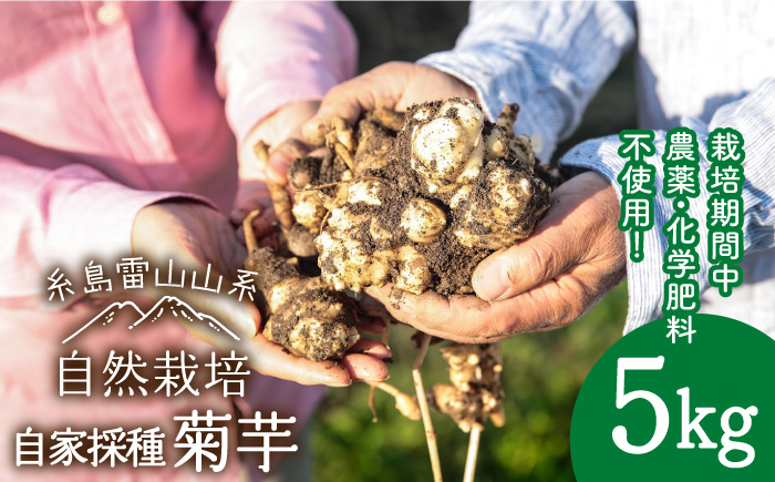 【先行受付】糸島産 菊芋 5kg 【2025年12月以降順次発送】自然栽培  糸島市 / 大石ファーム [ATE008]