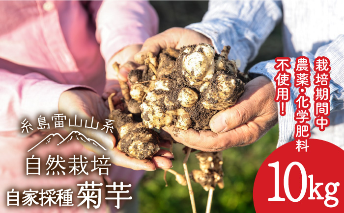 【先行受付】糸島産 菊芋 10kg 【2025年12月以降順次発送】自然栽培  糸島市 / 大石ファーム [ATE009]