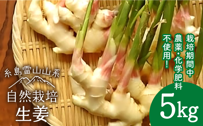 糸島産 生姜 5kg 自然栽培 糸島市 / 大石ファーム [ATE011]