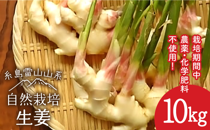 糸島産 生姜 10kg 自然栽培  糸島市 / 大石ファーム [ATE012]