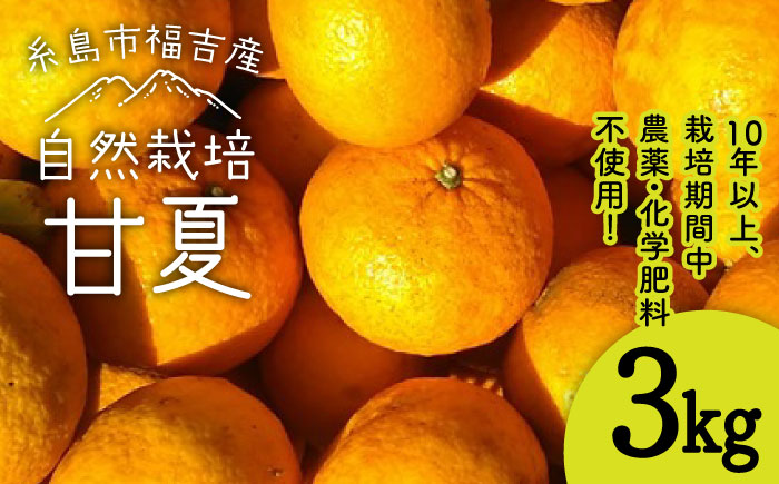 【先行受付】甘夏 3kg 【2026年3月下旬以降順次発送】【栽培期間中農薬・化学肥料不使用】 糸島市 / 大石ファーム [ATE043]