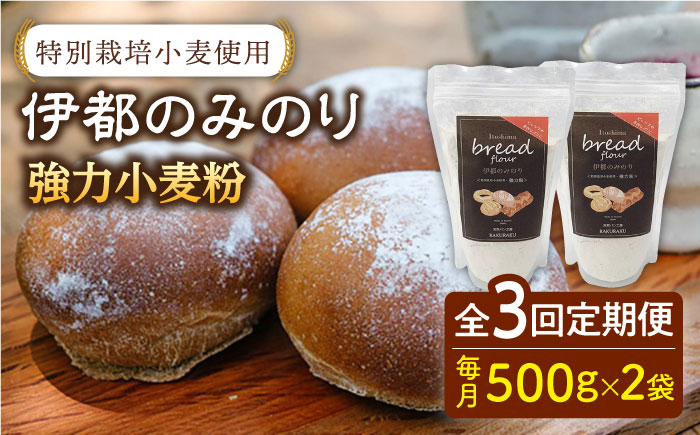 全3回定期便】特別栽培 小麦 使用 伊都 の みのり( 500g × 2袋 )糸島市