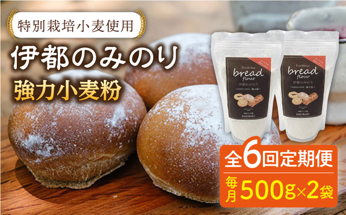 【全6回定期便】特別栽培 小麦 使用 伊都 の みのり( 500g × 2袋 )糸島市 / 天然パン工房楽楽【いとしまごころ】 [AVC067]