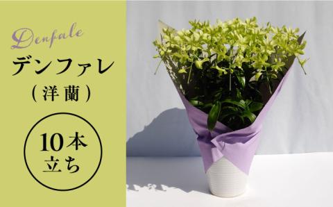 【10セット限定】デンファレ（洋蘭）10本立ち糸島市 / 和饗エコファーム [AVI001]