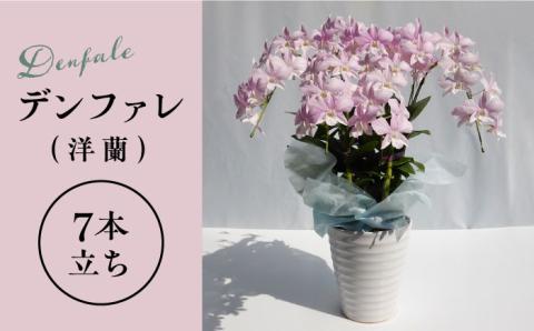 【10セット限定】デンファレ（洋蘭）7本立ち 糸島市 / 和饗エコファーム [AVI002]