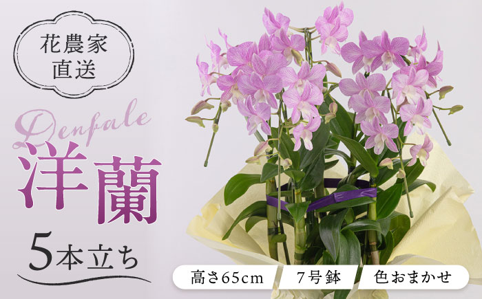 【毎年30セット限定】デンファレ（洋蘭）5本立ち 糸島市 / 和饗エコファーム [AVI003]