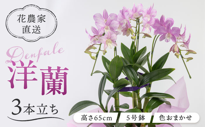 【毎年30セット限定】デンファレ（洋蘭）3本立ち 糸島市 / 和饗エコファーム [AVI004]