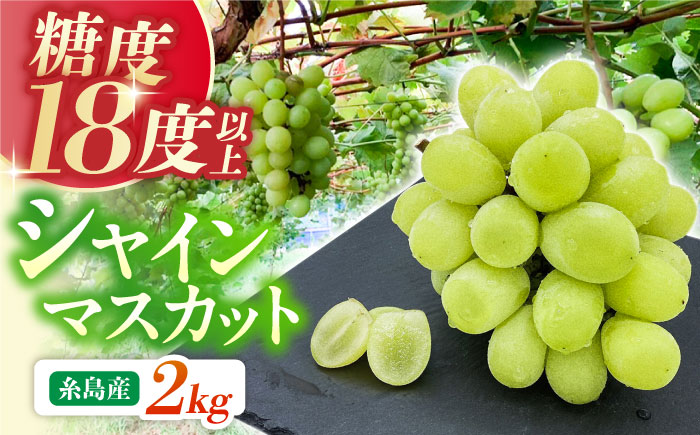 【先行受付】【糖度18度以上】 糸島産 シャインマスカット 2kg 【2026年8月中旬より順次発送】糸島市 / 和饗エコファーム フルーツ 果物 [AVI007]