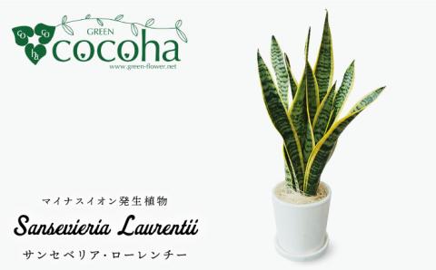 マイナスイオン発生植物 サンセベリア ・ ローレンチー  糸島市 / cocoha[AWB003] 観葉植物 グリーン