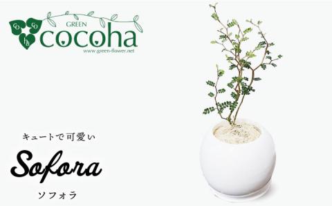 ソフォラ 糸島市 / cocoha [AWB014] 観葉植物 グリーン インテリア 室内