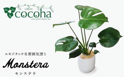 モンステラ  糸島市 / cocoha [AWB018] 観葉植物 グリーン インテリア 室内