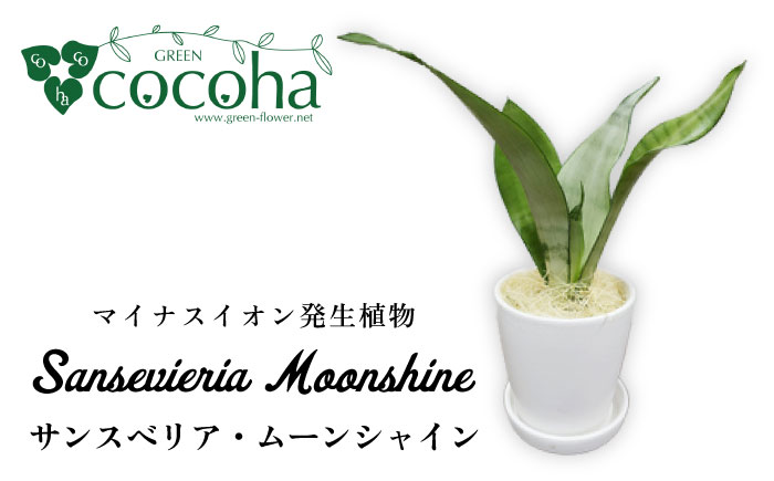 マイナスイオン発生植物『 サンスベリア ・ ムーンシャイン 』  糸島市  / cocoha [AWB024] 観葉植物 インテリア