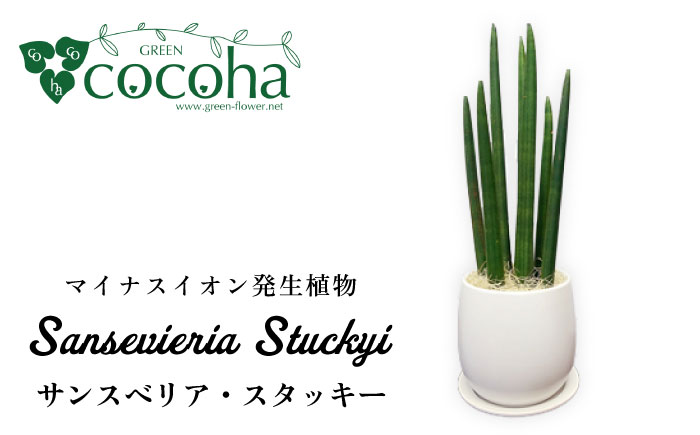 マイナスイオン発生植物『 サンスベリア ・ スタッキー 』  糸島市  / cocoha [AWB025] 観葉植物 インテリア