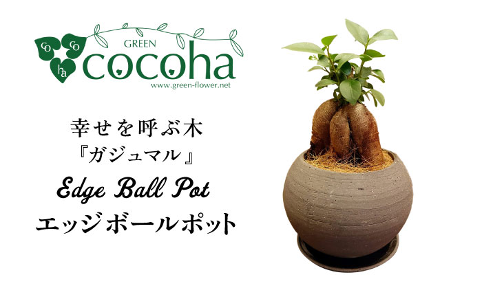 幸せを呼ぶ木『ガジュマル』　エッジボールポット 糸島市 / cocoha / 観葉植物 グリーン 緑 インテリア [AWB038]