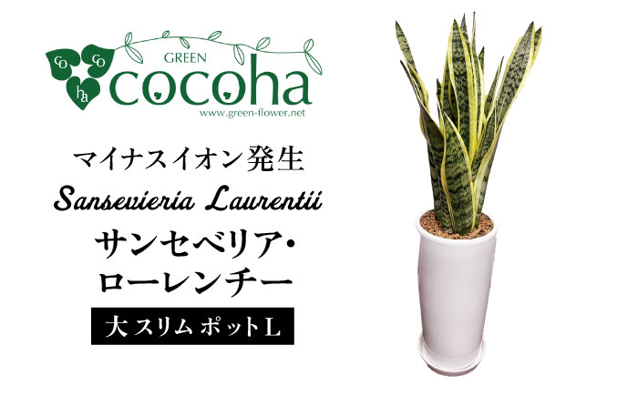 マイナスイオン発生 サンセベリア・ローレンチー大 スリムポットL 糸島市 / cocoha 観葉植物 グリーン 緑 インテリア [AWB040]