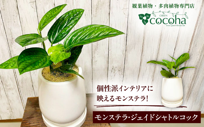 凸凹葉っぱの珍しいモンステラ 『モンステラ・ジェイドシャトルコック』 糸島市 / cocoha 観葉植物 グリーン 緑 インテリア [AWB041]