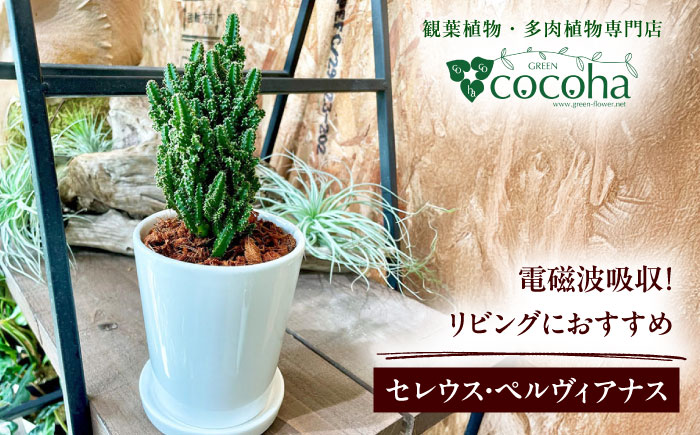 電磁波吸収サボテン 『セレウス・ペルヴィアナス(セレウスサボテン) 』 糸島市 / cocoha 観葉植物 グリーン 緑 インテリア [AWB042]