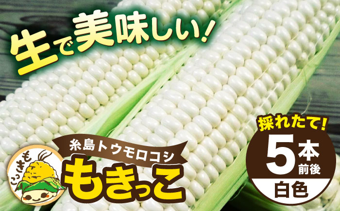 【先行予約】糸島産 トウモロコシ 「もきっこ」 白 (5本前後) 【2026年6月下旬以降順次発送】糸島市 / 内田農業 とうもろこし コーン [AZH005]