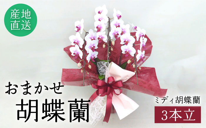 おまかせ胡蝶蘭 ( ミディ 胡蝶蘭 3本立 ) 糸島市 / はざま園芸 [AND005] 花 生花 お祝い