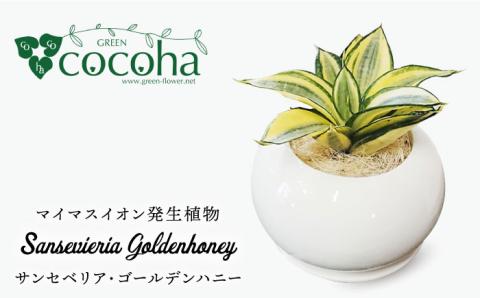 マイナスイオン発生植物 サンセベリア ・ ゴールデン ハニー 糸島市 / cocoha [AWB007] 観葉植物 グリーン インテリア