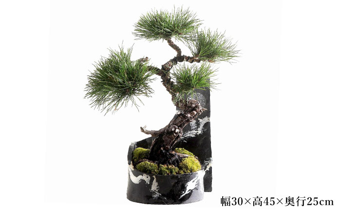 【モダン×盆栽】黒松 クロマツ 盆栽 ＜イマplants＞那珂川市 [GBU029]