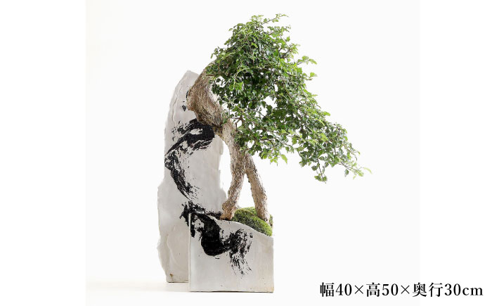 【モダン×盆栽】匂い楓 盆栽＜イマplants＞那珂川市 [GBU032]