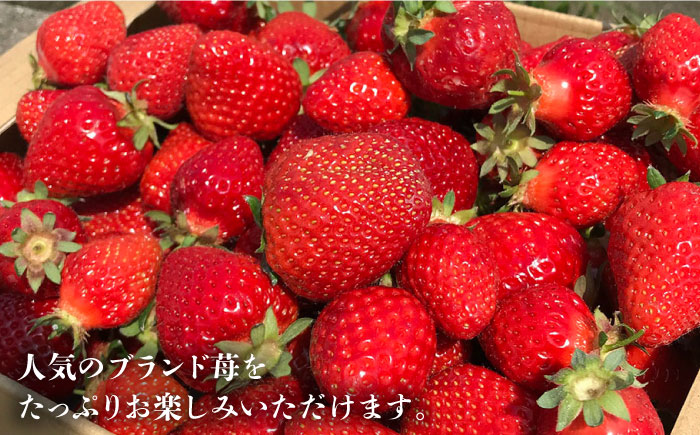 【2026年2月以降発送】先行予約！ブランドいちご「あまおう」 約1,080g（約270g×4パック）＜一般社団法人地域商社ふるさぽ＞那珂川市 あまおう [GBX001]