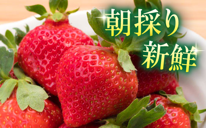 【2026年2月上旬より発送】先行予約！農家直送 朝採り新鮮いちご【博多あまおう】約270g×4＜株式会社H&Futures＞那珂川市 あまおう [GDS004]