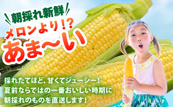 【先行予約 2026年5月末より発送】朝採れ スイートコーン 約2.5kg（5~6本入り）とうもろこし ＜ちくし農園＞那珂川市 [GDU002]