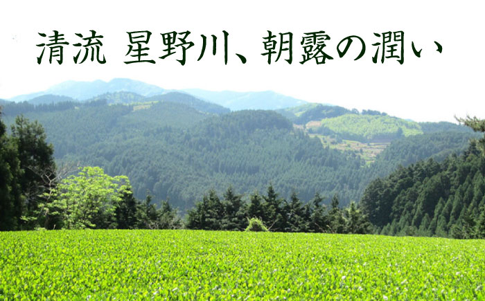【全6回定期便】奥八女星野村 八女茶 高級煎茶 深蒸し茶 100g×2袋＜株式会社ベネフィス＞那珂川市 飲料 お茶 茶 [GED027]