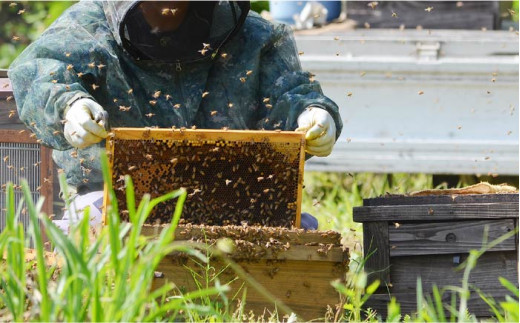 純粋蜂蜜 200g×3＜株式会社南畑ぼうぶら会議＞那珂川市 はちみつ ハニー [GBL008]