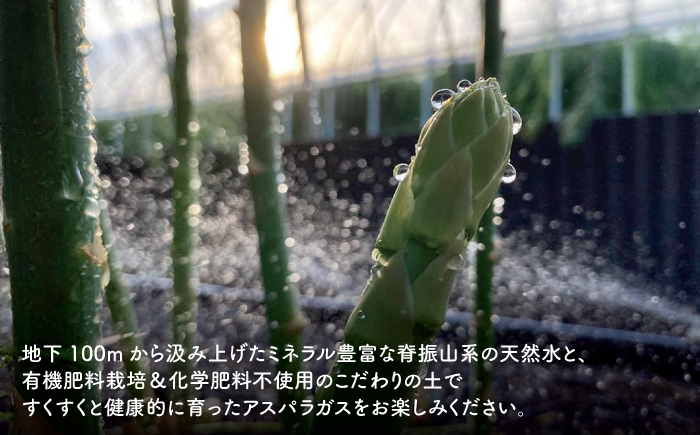 TVでも紹介！サイズが豊富で食卓楽しい！ アスパラガス 1kg＜坂井農園＞那珂川市 野菜 [GBP001]