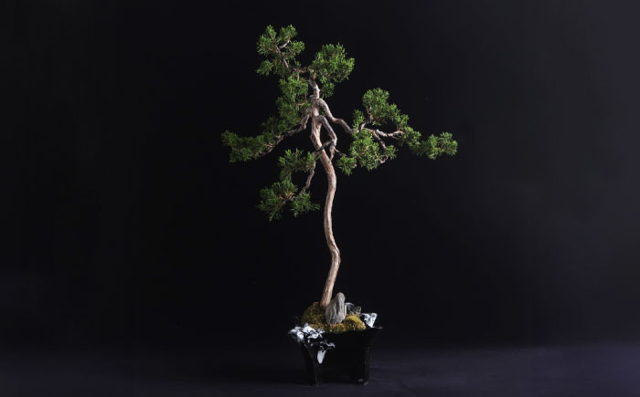 【モダン×盆栽】真柏 盆栽 ＜イマplants＞那珂川市 [GBU030]